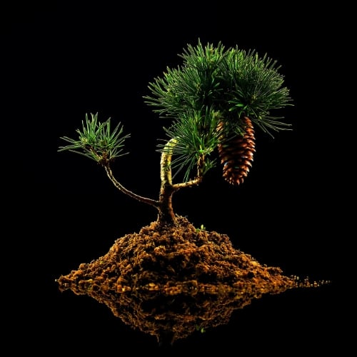 Fervent Fir Balsam