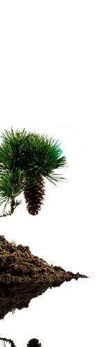 Fervent Fir Balsam