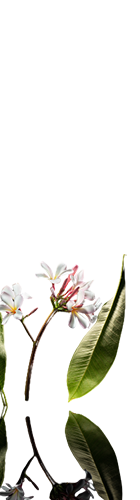 Frangipani Freedom