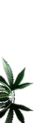 Hypnotic Herb
