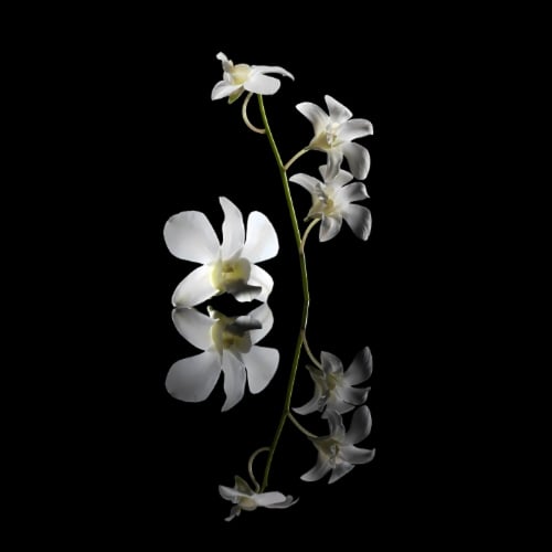 Jasmine