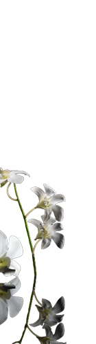 Jazzy Jasmine