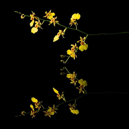 scent