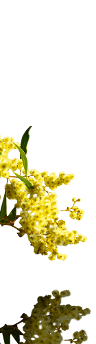 Mimosa Mantra