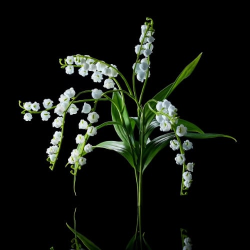 Discover Muguet Muse - A Sparkling and Floral Scent