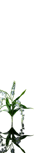 Muguet Muse