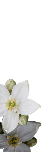Orange Blossom