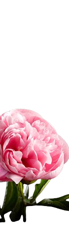 Peony Pearl