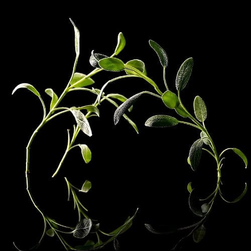 scent