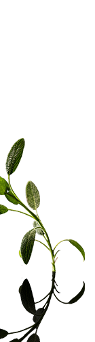 Sage Supreme