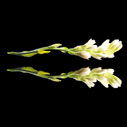 Tuberose
