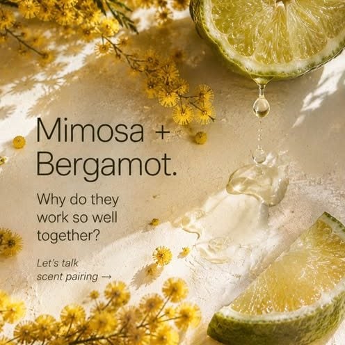 Mimosa and Bergamot — a scent pairing among Mimosa blossoms and lime.