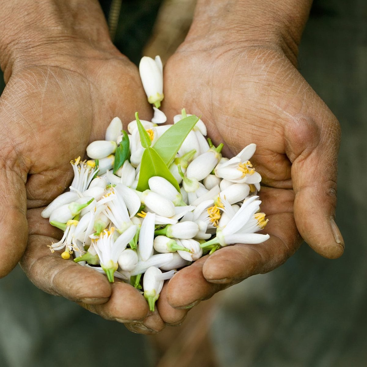 Two cupped hands holding freshly picked Jasmine Sambac blossoms.