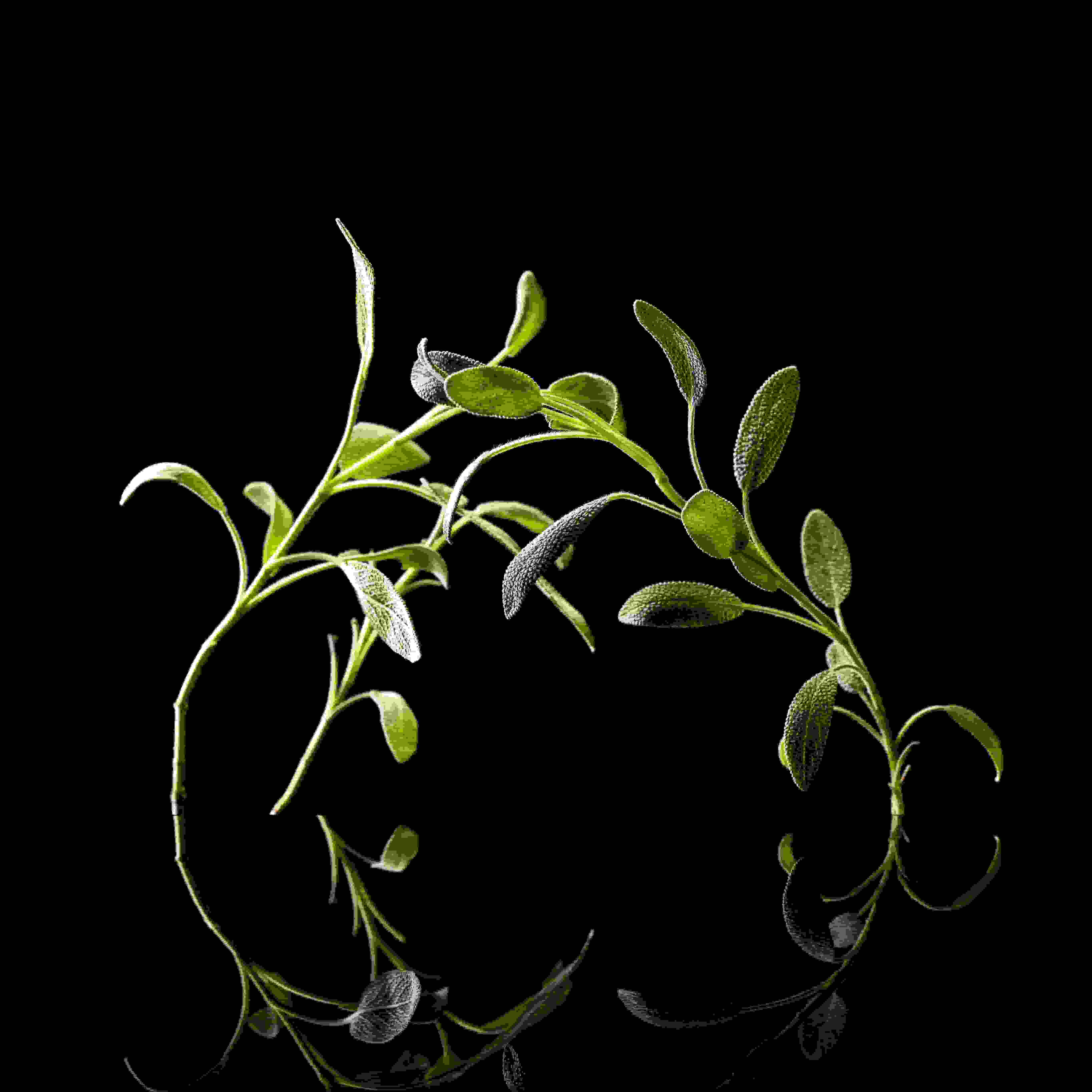 family scent Green & Aromatic