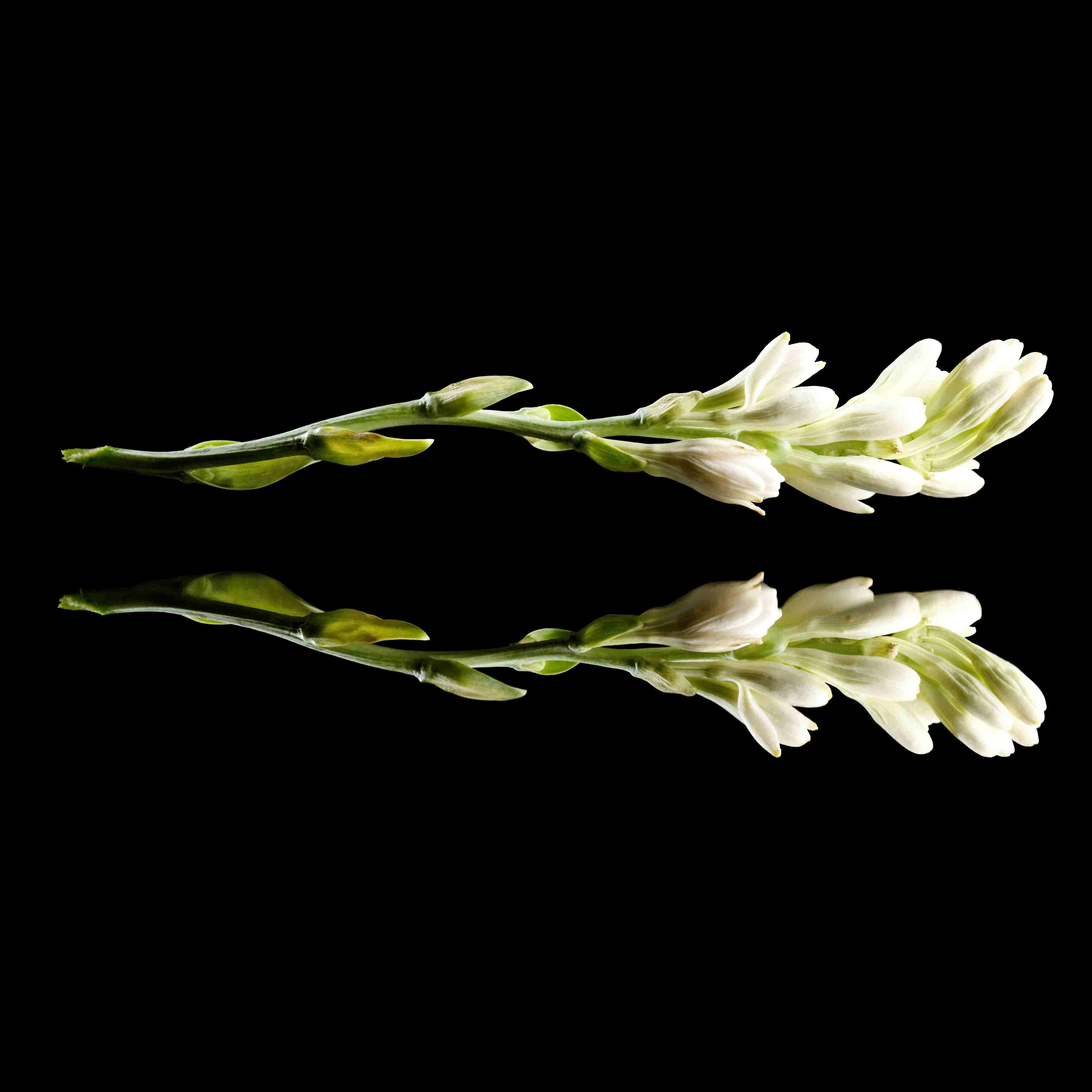 family scent Floral & Delicate